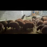 بره نر
