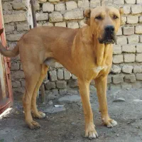 سگ سرابی