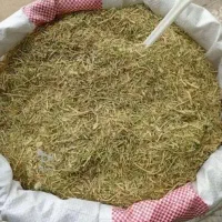 کاه عدس