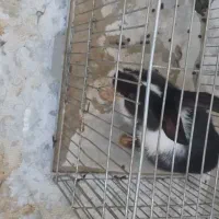 فروشی خرگوش بچه ک ازشیرخوردن گرفته شده