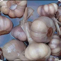 سیر ترشی هشت ساله