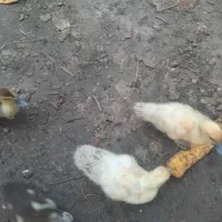 ادرک اسرائیلی مادر با ۱۰ تا جوجه