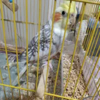 عروس هلندی نر سخنگو