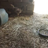 مرغ