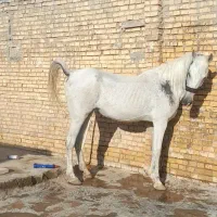 اسب|اسب و تجهیزات اسبسواری|اهواز, کوی علوی|دیوار
