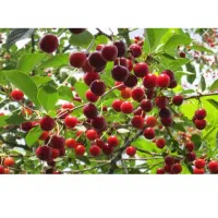 آلبالو ریز درجه یک