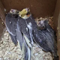 جوجه عروس هلندی