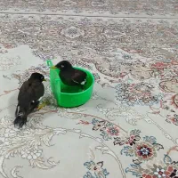 جوجه مینا دوماهه