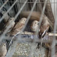 جوجه سهره سینه سرخ