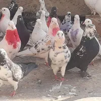 کبوتر تهرانی پرشی بشرط