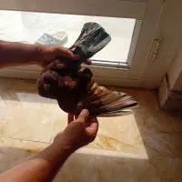 کبوتر سرخ کاشان همراه جوجه اش