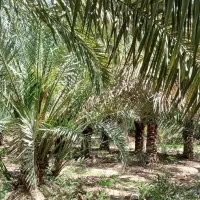 انواع پاجوش نخل آبادان