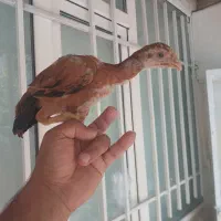 جوجه لاری اصل