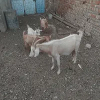 بز.