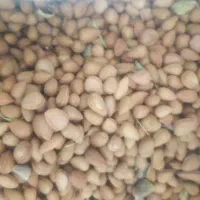 الوک بادام کوهی