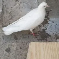 کفتر سفید ناجلد گرفتنی