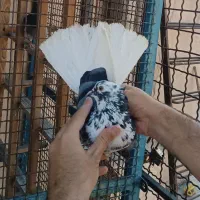 کفتر قاره دم سفید