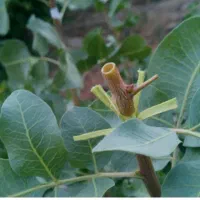 پیوند درختان پسته