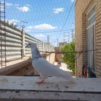 کفتر یا کبوتر طوقی هفترنگ لیمویی زرد