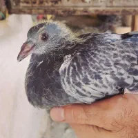 جوجه پلاکی