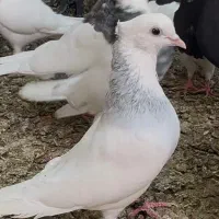 جفت کفتر طوقی