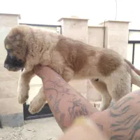 معاوضه سگ الابای