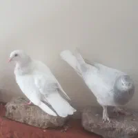 جوجه کبوتر