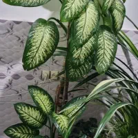 گل دیفن باخیا