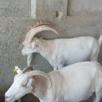 شیر بز سانن
