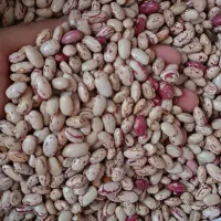 لوبیا|خوردنی و آشامیدنی|مزرعه کتول, |دیوار