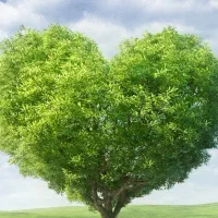 اولین نمایندگی کود ارگانیک
