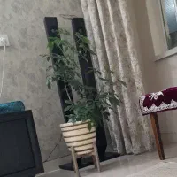 رهن و اجاره آپارتمان در نارمک مرجان
