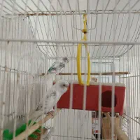 فروش مرغ عشق