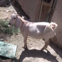 فروش سه عددبز برای قربانی