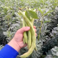 باقالا مازندرانی تر و تازه