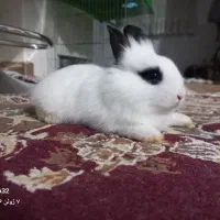 خرگوش بازیگوش