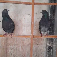 کبوتر یا کفتر