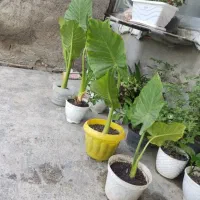 فروش گل بابا آدم