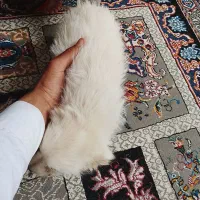 واگذاری سگ شیتزو