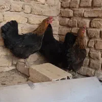 مرغ محلی جوان تخم گزار