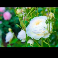 103عدد گل رز قیمت 35