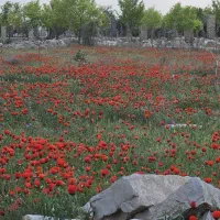 زمین شاندیز ابراهیم خان .روستای شمعلی