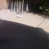 کبوتر سرخ ماده با کله دم