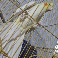 عروس هلندی 2ساله ماده