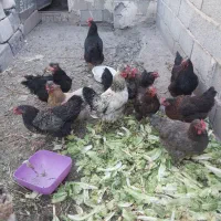 12مرغ تخم گزار جوان