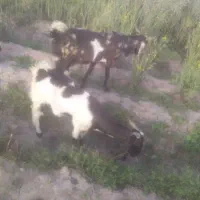 ۷عدد بز بیگ