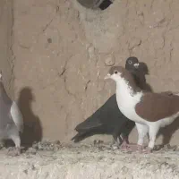 کبوتر