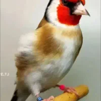 سهره