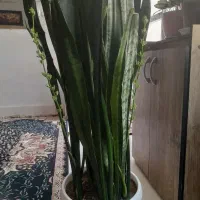 گل زیبا وبزرگ