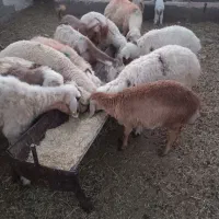 بره